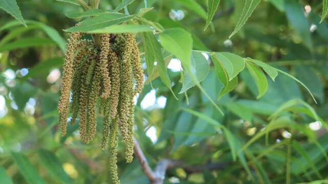 Closeup of Male catkins on pecan tree