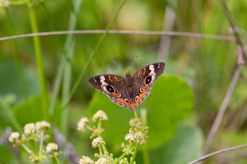 Common Buckeye (Junonia coenia) On Flowers, East End Nature Preserve, Galveston, Texas