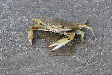 Blue crab (Callinectes sapidus) close up, Texas, Galveston