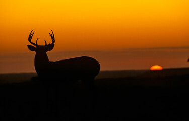 Whitetail Buck At Sunrise 3