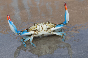 Blue crab (Callinectes sapidus) close up, Texas, Galveston