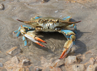 Blue crab (Callinectes sapidus) close up, Texas, Galveston
