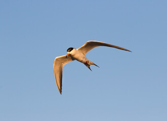 Obraz premium Forster's Terns (Terna forsteri) soaring in the blue sky and looking for fish, Galveston, Texas