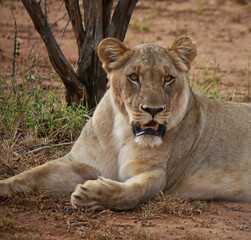 Lioness watching prey in the wild South African savanna.
