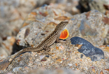 The brown anole (Anolis sagrei) showing  up dewlap.
