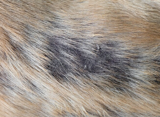 Close up Leprosy Skin Disease on the Back of the Dog