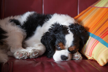 Lazy Cavalier King Charles Spaniel