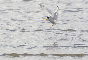 The least tern fishing in the Galveston Bay