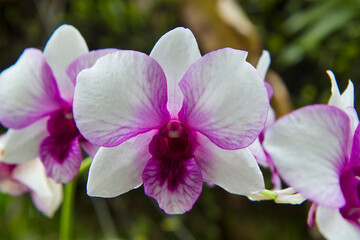 cooktown orchid or mauve butterfly orchids against blurry bokeh background