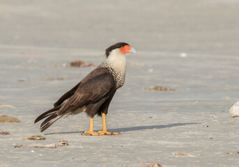 Northern crested caracara (Caracara cheriway) on the sand beach