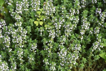 Common thyme flowers / Lamiaceae perennial herb