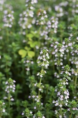 Common thyme flowers / Lamiaceae perennial herb