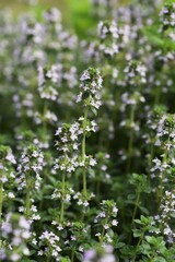 Common thyme flowers / Lamiaceae perennial herb