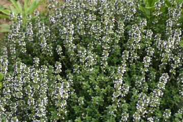 Common thyme flowers / Lamiaceae perennial herb