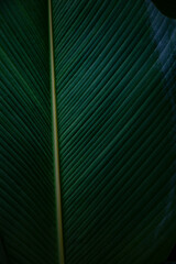 Green tropical leaves creating patterns.