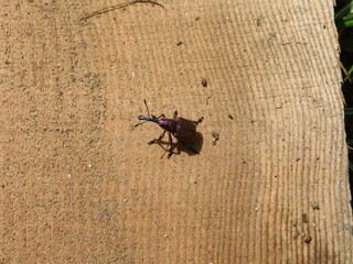 モモチョッキリゾウムシ（桃の害虫）