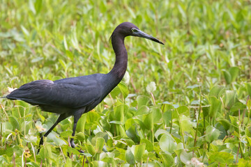 The little blue heron fishing at Brazos band state park, Texas