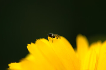 The aphid is sitting on a yellow flower. Macro photo of an insect