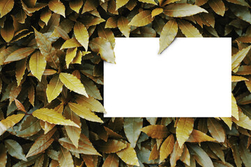 Laurel shrub with young leaves.