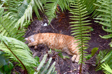 Nature Cat Sleeping