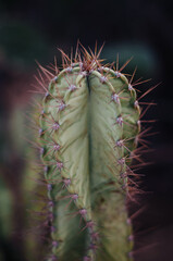 Fototapeta premium Cactus on black background close-up