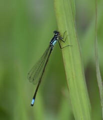 A pacific forktail (Ischnura cervula) damselfly on a blade of grass on the edge of Watsonville...