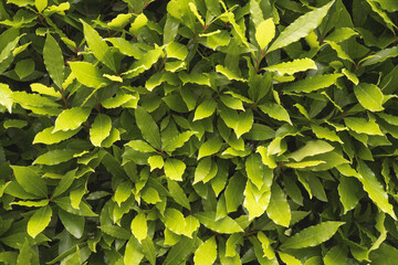 Laurel shrub with young leaves.