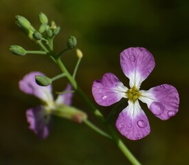 The purple flower of a wild radish (Raphanus sativus) dotted with beads of dew.