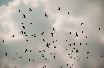 Flock of swallows birds