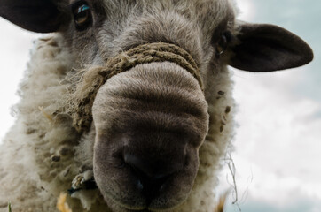 Detail of a Sheep Head