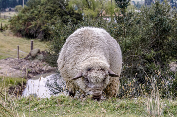 Fat Sheep Grazing