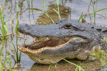The American alligator with open mouth in the swamp