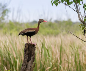 The black-bellied whistling duck (Dendrocygna autumnalis) perched on the tree stumb