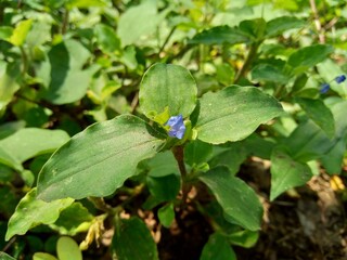 Close up Commelina diffusa (climbing dayflower or spreading dayflower) with a natural background. It is a pantropical herbaceous plant in the dayflower family. Grass with a small blue flower.