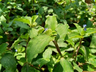 Close up Commelina diffusa (climbing dayflower or spreading dayflower) with a natural background. It is a pantropical herbaceous plant in the dayflower family. Grass with a small blue flower.