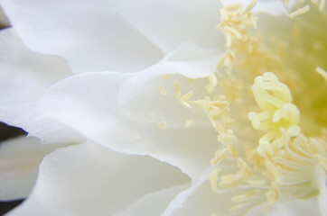 Beautiful pollen and  petals of catus flowers