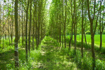 Beautiful shot of green park with tall trees