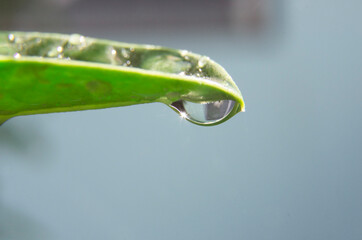 Dew drop and light scintillation on the the leaf