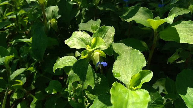 Close up Commelina diffusa (climbing dayflower or spreading dayflower) with a natural background. It is a pantropical herbaceous plant in the dayflower family. Grass with a small blue flower.