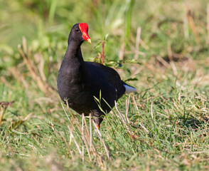 Common gallinule (Gallinula galeata) at Brazos Bend state park, Needville, Texas, USA.