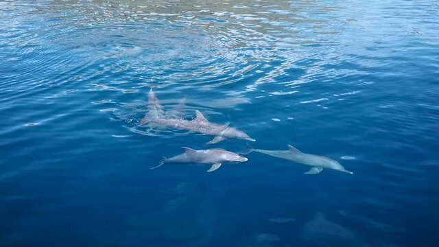 A Group of Dolpin swimming in the sea taken by aerial drone off komodo island