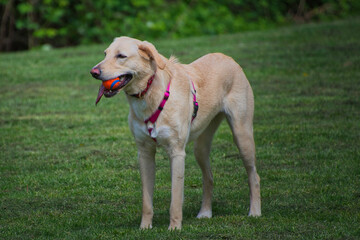 2020-05-30 A YELLOW LABRADOR MIX IN A PARK WITH A BALL IN ITS MOUTH