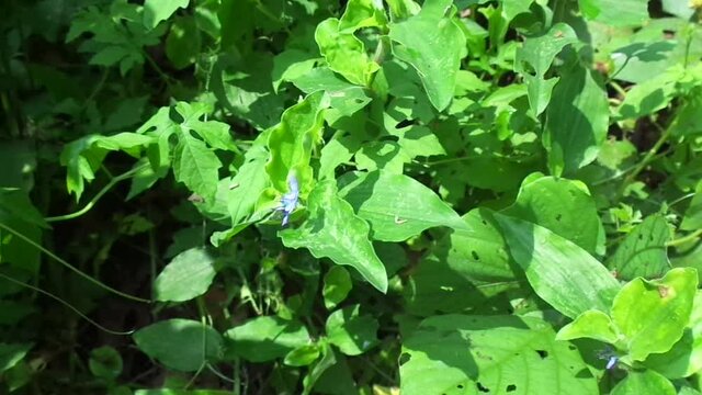 Close up Commelina diffusa (climbing dayflower or spreading dayflower) with a natural background. It is a pantropical herbaceous plant in the dayflower family. Grass with a small blue flower.