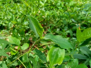 Close up Commelina diffusa (climbing dayflower or spreading dayflower) with a natural background. It is a pantropical herbaceous plant in the dayflower family. Grass with a small blue flower.