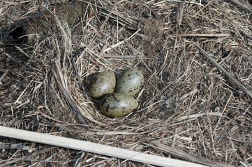 nest with eggs of a Seagull in the dry grass