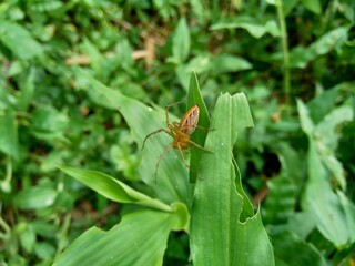 Close up Commelina diffusa (climbing dayflower or spreading dayflower) with a natural background. It is a pantropical herbaceous plant in the dayflower family. Grass with a small blue flower.