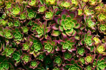 green and pink succulents