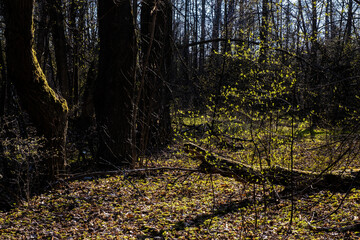 Young bright green leaves in the backlight of sunlight.