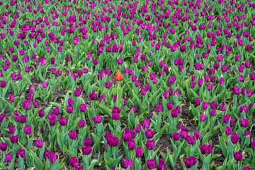 Background of many purple tulips and one red tulip.