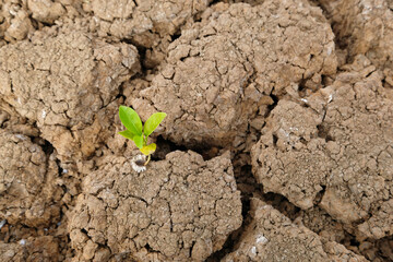 Brown soil surface is cracked and green trees that come from arid. Global warming concept. Cracked earth texture.